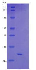 Figure 3. SDS-PAGE