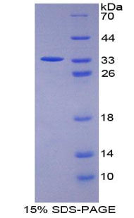 Figure 1. SDS-PAGE