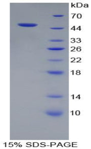 Figure 1. SDS-PAGE