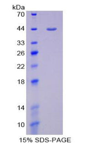 Figure 1. SDS-PAGE