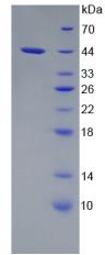 Figure 3. SDS-PAGE