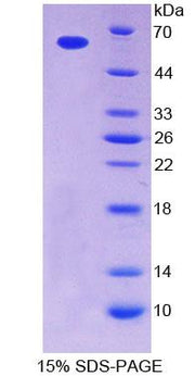 Figure 1. SDS-PAGE