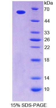 Figure 1. SDS-PAGE