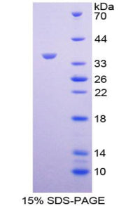 Figure 1. SDS-PAGE