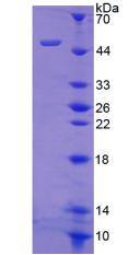 Figure 2. SDS-PAGE