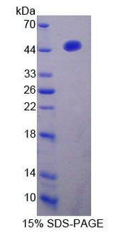 Figure 1. SDS-PAGE