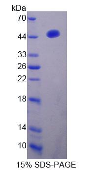 Figure 1. SDS-PAGE