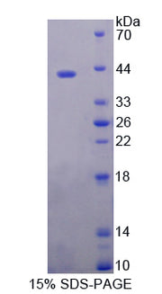 Figure 1. SDS-PAGE