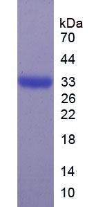 Figure 1. SDS-PAGE