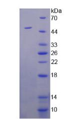 Figure 2. SDS-PAGE