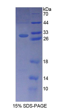 Figure 1. SDS-PAGE