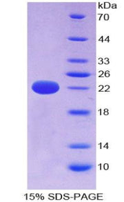 Figure 1. SDS-PAGE