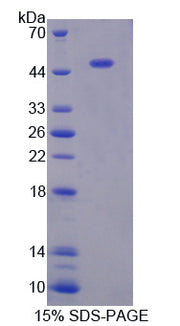 Figure 1. SDS-PAGE