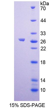 Figure 1. SDS-PAGE