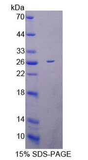 Figure 1. SDS-PAGE