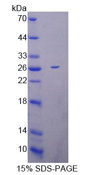 Figure 1. SDS-PAGE