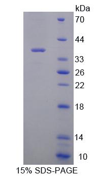 Figure 1. SDS-PAGE