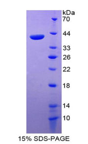 Figure 1. SDS-PAGE