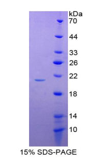 Figure 1. SDS-PAGE