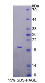 Figure 1. SDS-PAGE
