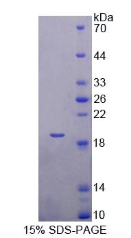 Figure 1. SDS-PAGE