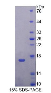 Figure 1. SDS-PAGE