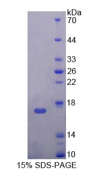Figure 1. SDS-PAGE