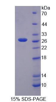 Figure 1. SDS-PAGE