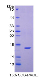 Figure 1. SDS-PAGE