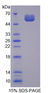 Figure 1. SDS-PAGE