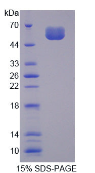 Figure 1. SDS-PAGE