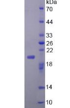 Figure 2. SDS-PAGE