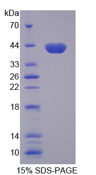 Figure 1. SDS-PAGE