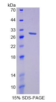 Figure 1. SDS-PAGE