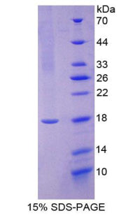 Figure 1. SDS-PAGE