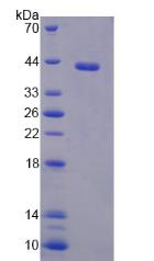 Figure 2. SDS-PAGE