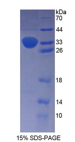 Figure 1. SDS-PAGE