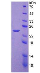 Figure 2. SDS-PAGE