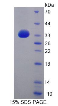 Figure 1. SDS-PAGE