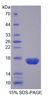 Figure 1. SDS-PAGE
