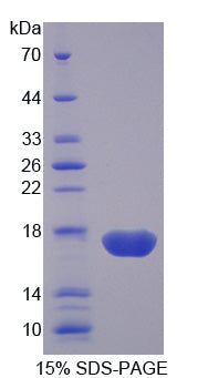 Figure 1. SDS-PAGE