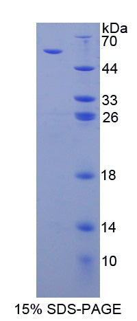 Figure 1. SDS-PAGE