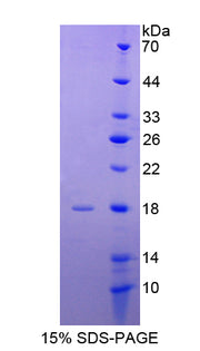 Figure 1. SDS-PAGE