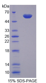 Figure 1. SDS-PAGE