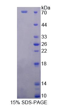 Figure 1. SDS-PAGE
