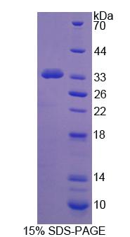 Figure 1. SDS-PAGE