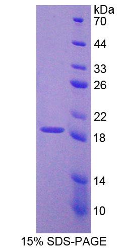 Figure 1. SDS-PAGE