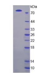 Figure 2. SDS-PAGE
