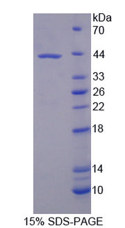 Figure 1. SDS-PAGE