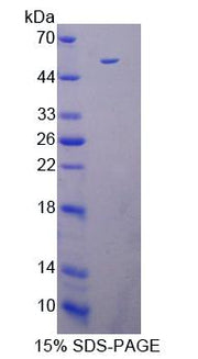 Figure 1. SDS-PAGE